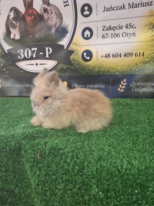 Króliczki miniaturki TEDDY