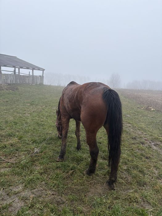 Продам кобилу.