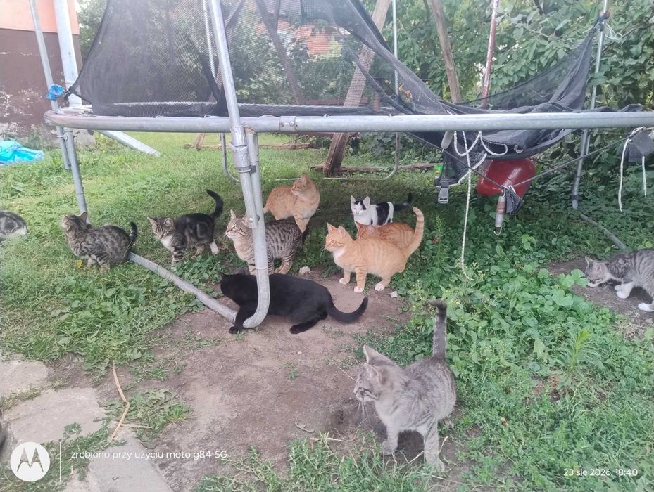 Oddam koty odkarmione nie potrzebują matki