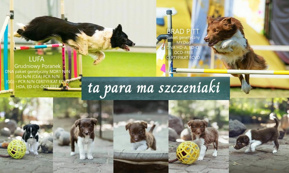 Szczeniaki Border Collie z hodowli Niezłe Kwiatki FCI