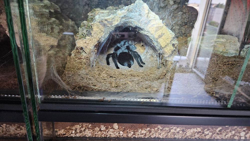 Grammostola Pulchra Samica 8DC