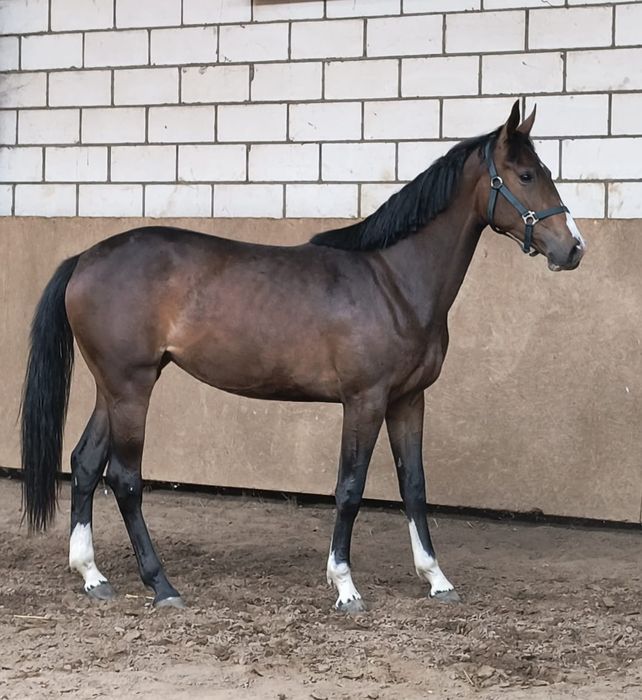 Koń sportowy malowana klacz bezpośrednio od hodowcy