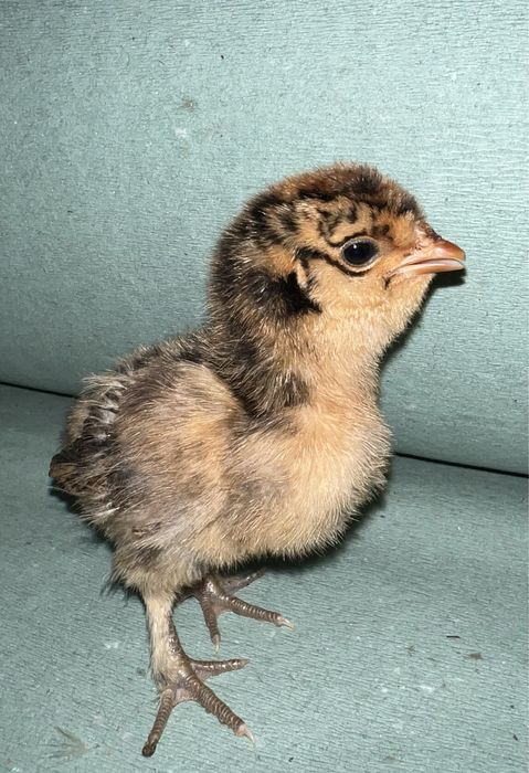 Kury Pawłowskie jaja lęgowe