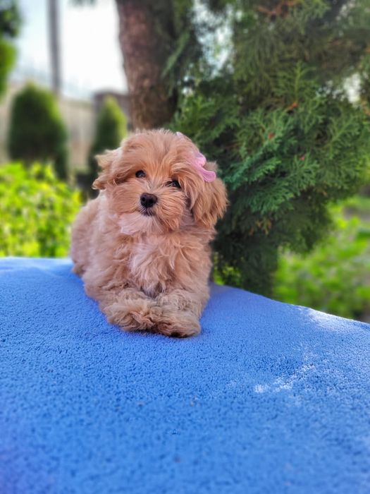 Продається дівчинка мальтіпу, документи в наявності