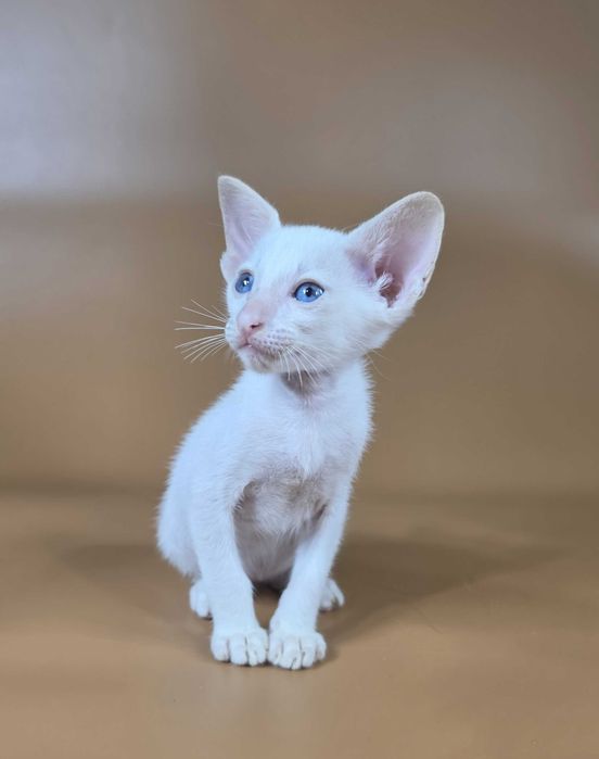 Ориентальный котенок сиамский красный мальчик Draco