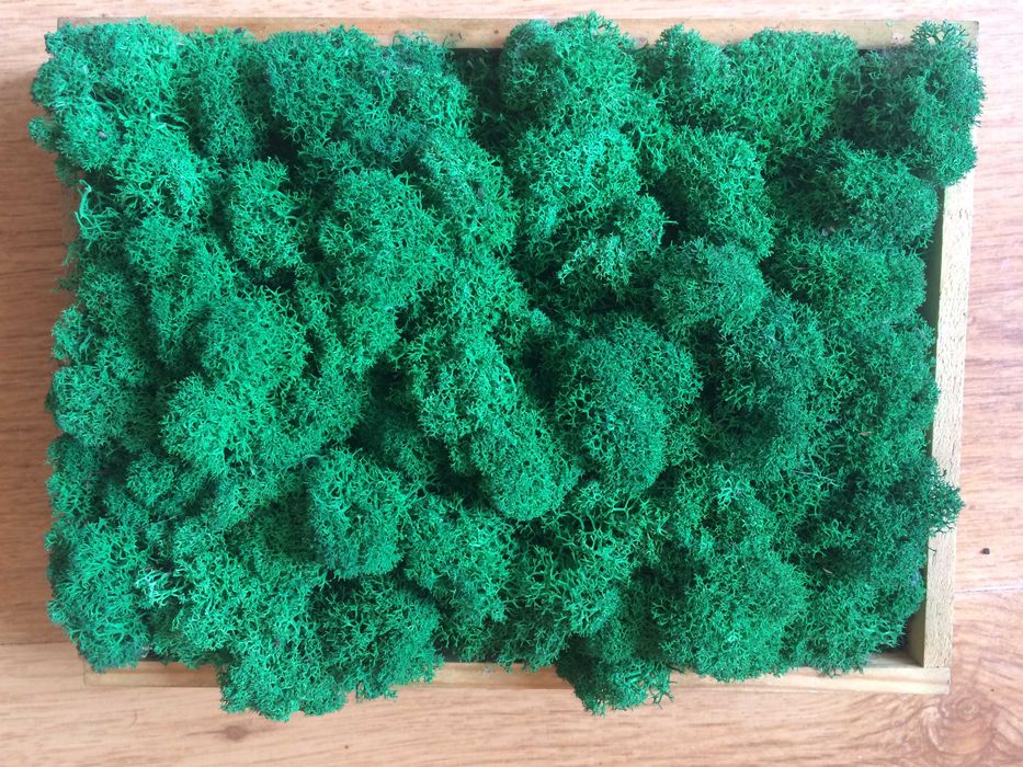 Obraz / kompozycja z mchu chrobotka i korków po winie