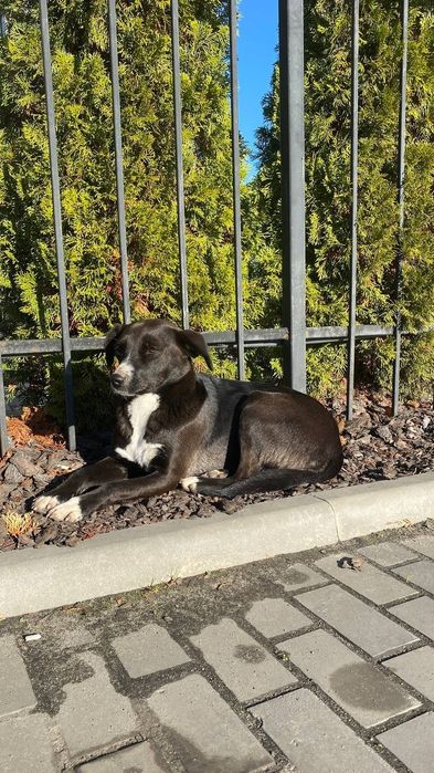 Молода собака в добрі руки