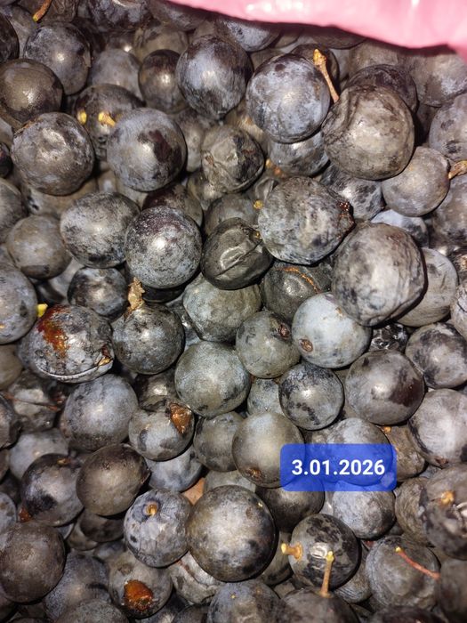 Tarnina owoce świeże 5 kg zbiór Sudety/ Bieszczady