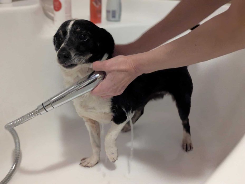 PSOTKA - urocza mała suczka do adopcji