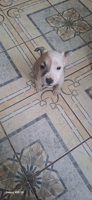 Цуценята Амстафф