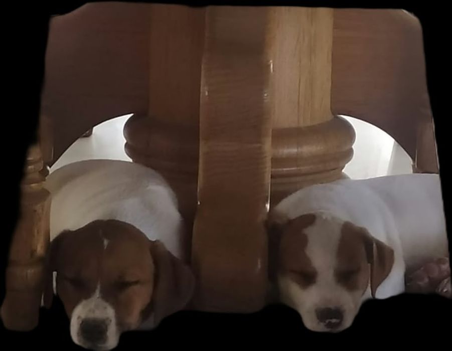 Jack Russell Terrier