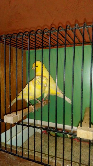 Kanarki klatki 2GR golabki diametowe