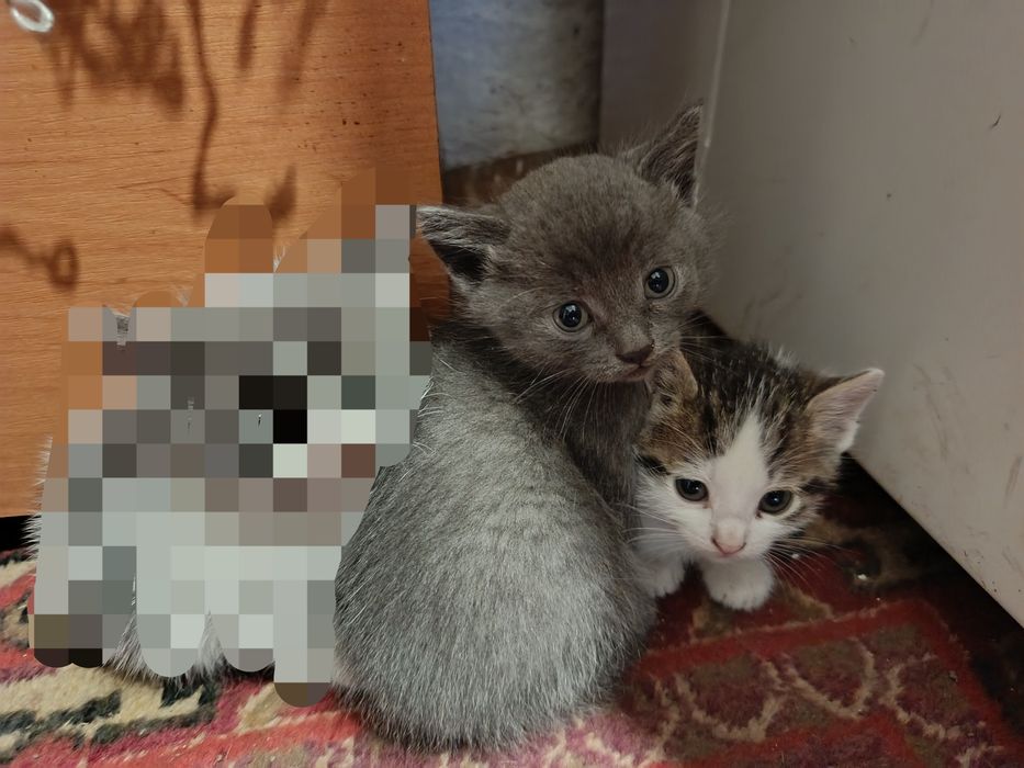 Кошенята в добрі руки