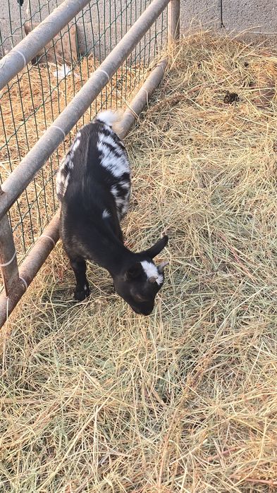 Cabras anãs, pequeninas