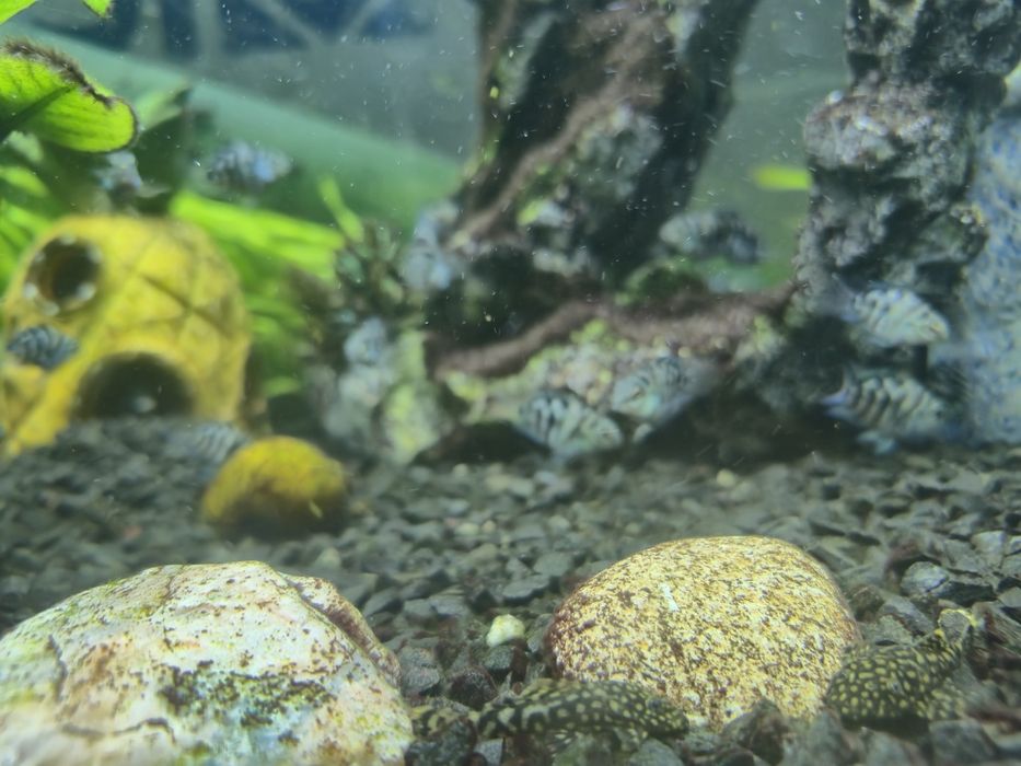 Растения  улитки мальки