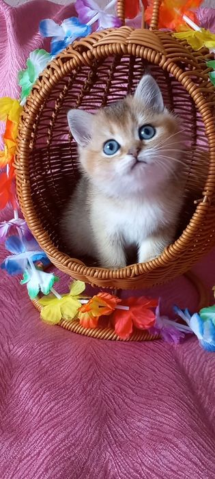 Золота шиншила дівчинка.