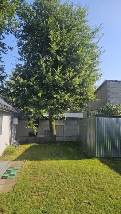 Sprzedam 3 dęby wycinka we własnym zakresie