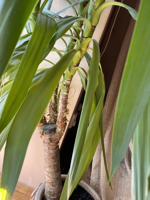 Кімнатні рослини. Юка, пальма