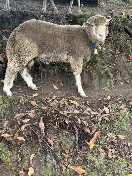 Vendo carneiro com dois anos raçado de ille de france