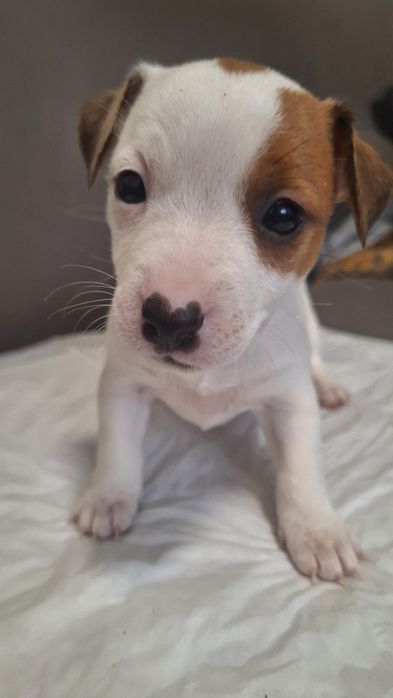 Терміново! КСУ Дівчинка джек рассел