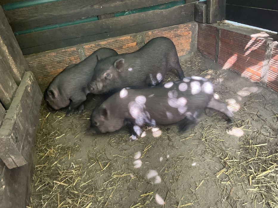 Porcos vietnamitas muito bonitos