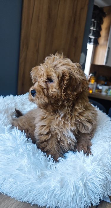 **Cavapoo** cudowny piesek!