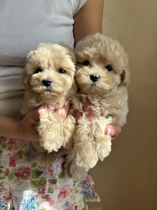 Мальтіпу ф1