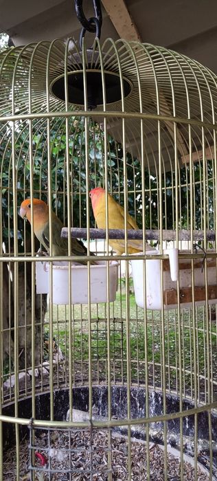 Rosicóllis fêmeas c Gaiola