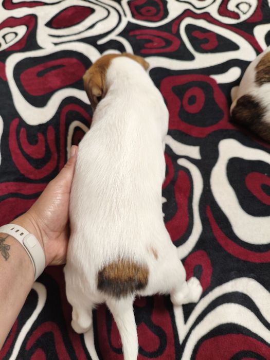 Продам щенят Джек расел