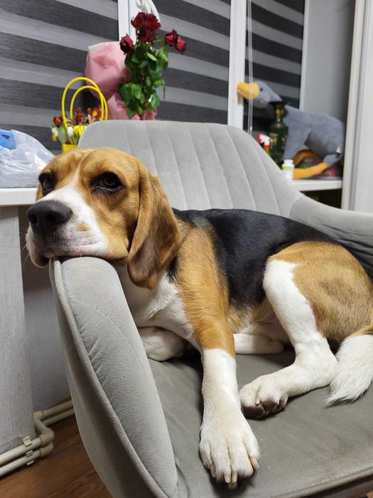 Бігль для в'язки Прилуки