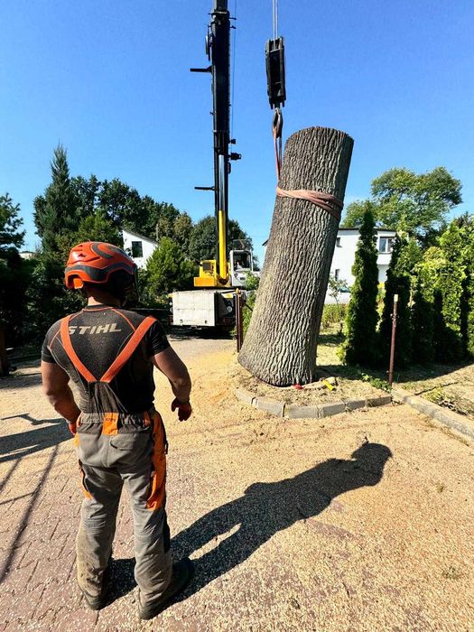 wycinka drzew / przycinanie / tuje / usługi wysokościowe / mulczowanie