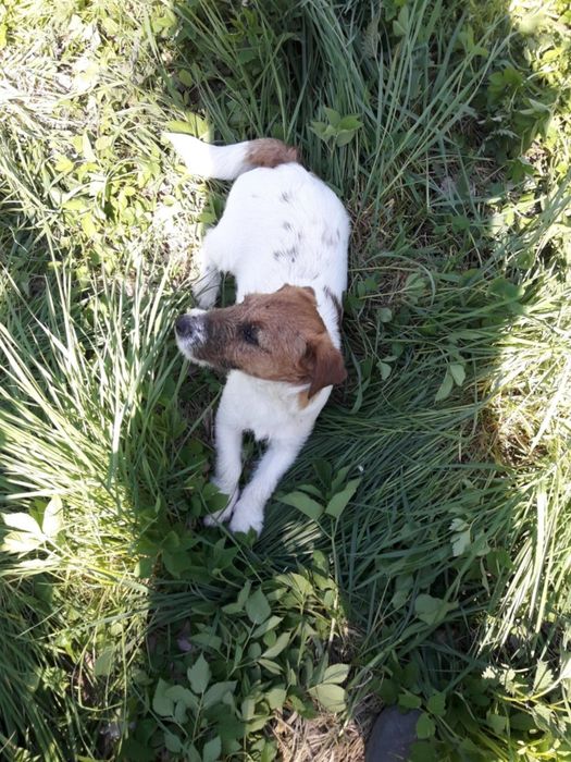 Jack Russell Terrier piesek(FCI)