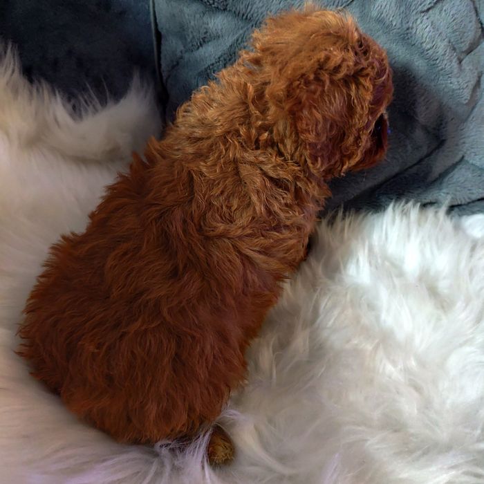 Cavapoo f1 chłopak*małopolska