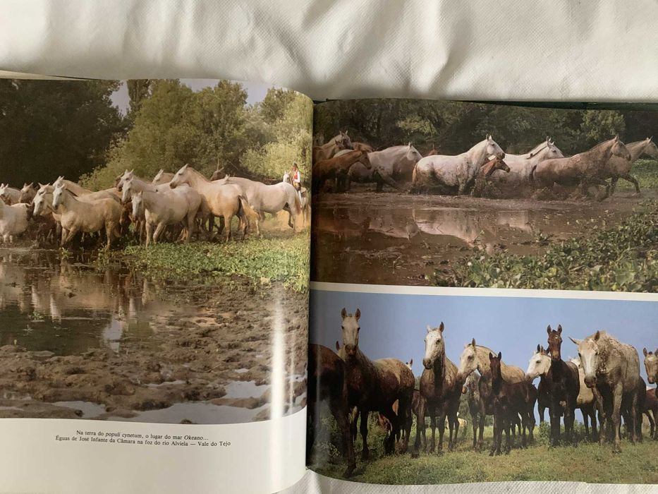 Livro "O Cavalo Lusitano: O Filho do Vento"