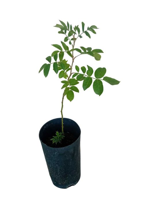 Roseira trepadeira branca
