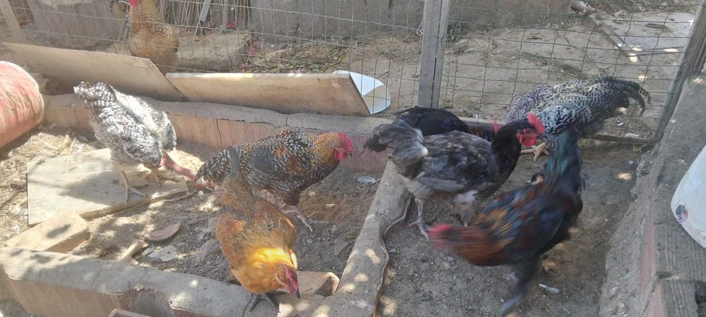 Frangos e galos de várias cores e tamanhos