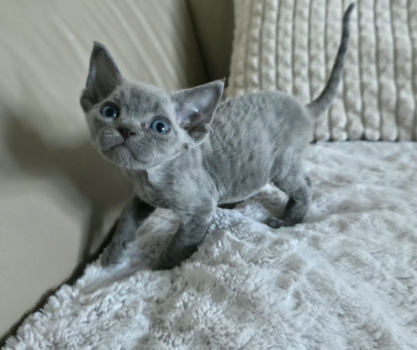 Devon Rex - Dostępna Niebieska  Dziewczynka - Trójmiasto