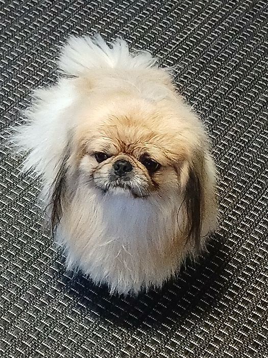 Гарний хлопчик пекінес, запрошуює дівчаток, на побачення