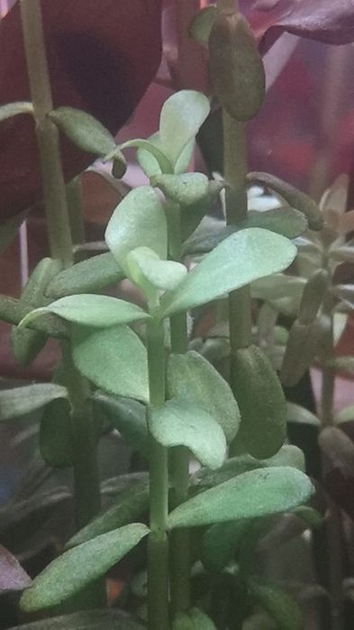 Podas de Plantas Aquário