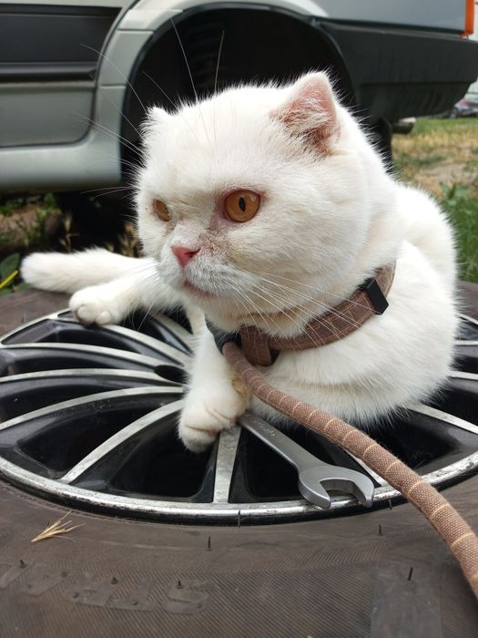 Терміново котик шукає родину