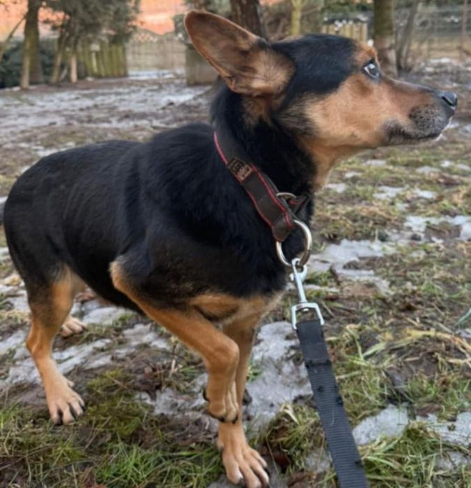 Reksio poszukuje cudownej rodziny