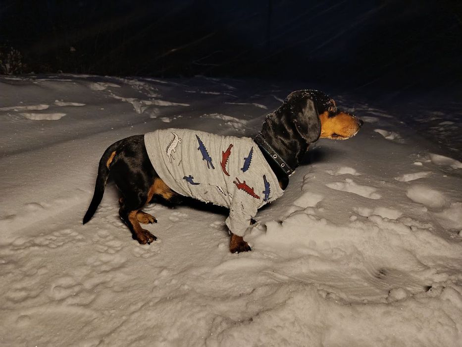 Шукаємо дівчинку таксу для вʼязки . Кобель такси . В'язка .