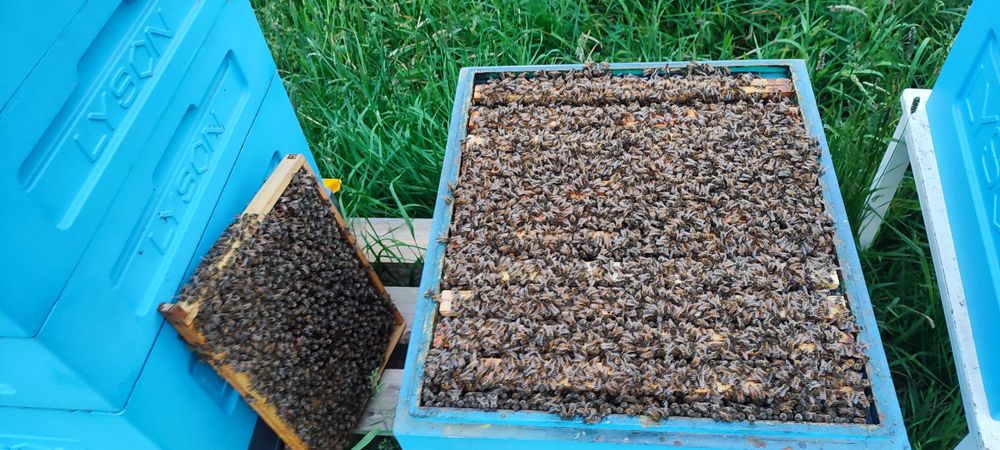 PYŁEK Naturalny ―Miód ―Pasieka PRADAWNA® 1957― Pyłek PSZCZELI―KWIATOWY