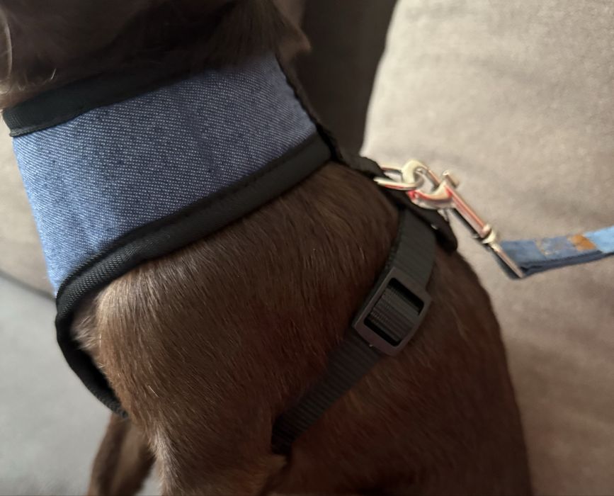 Шлея для собаки або кішки