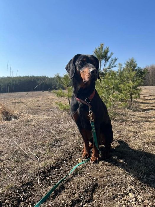 Amigo- Gończy Polski szuka nowego domu