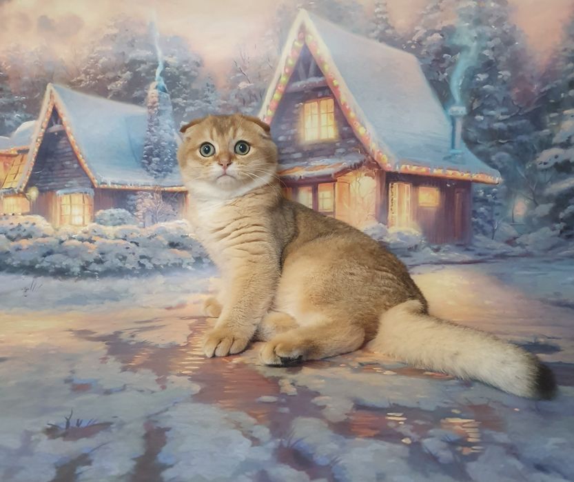 Золотистый зеленоглазый фолдик