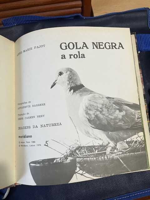 Gola Negra - A Rola
