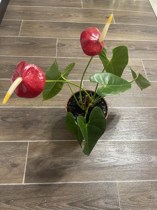 Адаптований  домашній дуже гарний