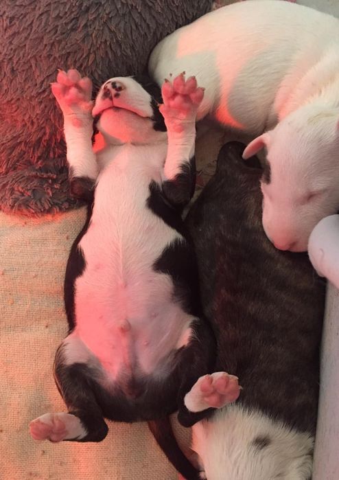 Bull Terrier Disponível