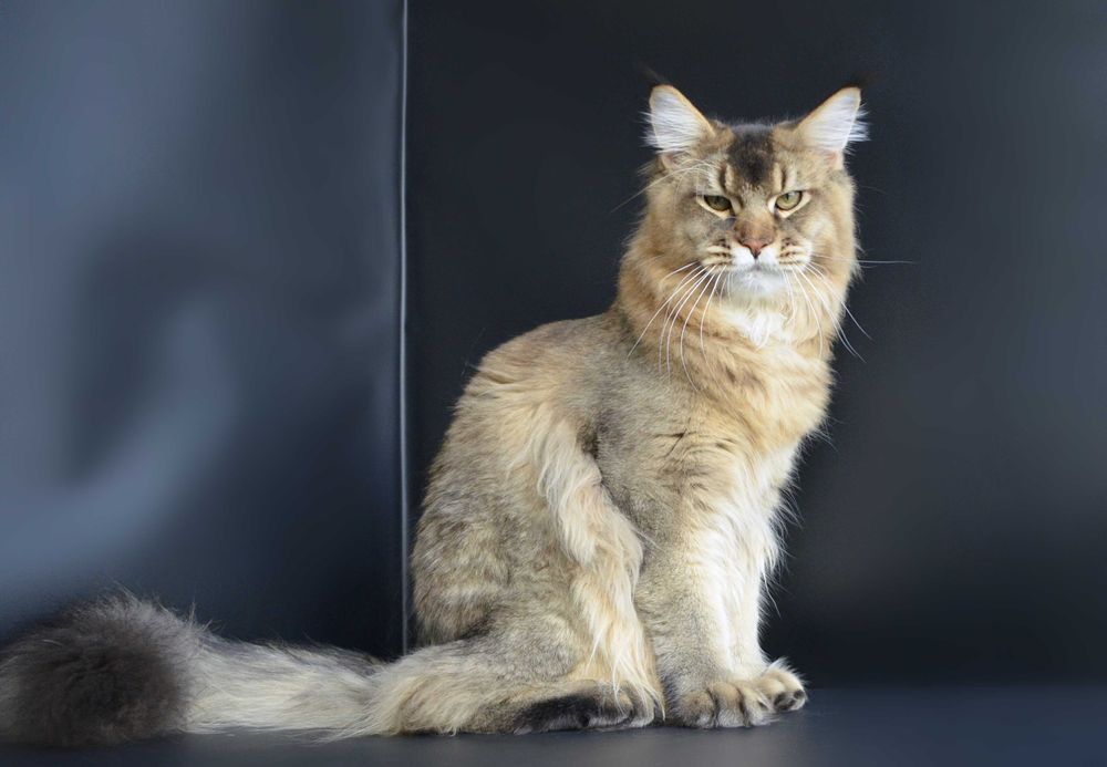 Мальчик Romeo .Мейн кун.
